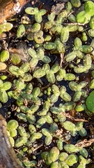 Lemna