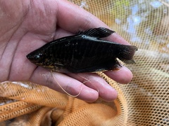 Trichopodus trichopterus