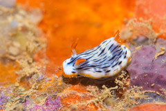 Chromodoris