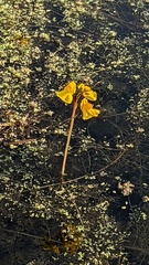 Utricularia australis
