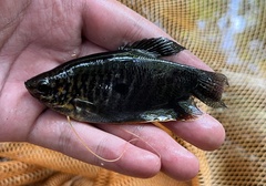 Trichopodus trichopterus