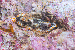 Chromodoris