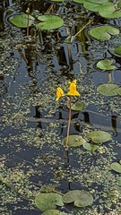 Utricularia australis