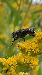Brachycera