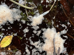 Trichopodus trichopterus