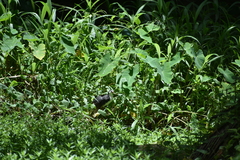 Amaurornis phoenicurus