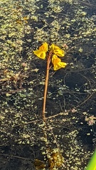 Utricularia australis