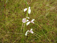 Diuris alba