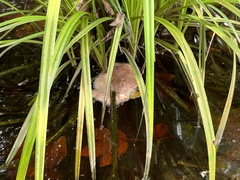 Trichopodus trichopterus