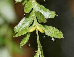 Tmesipteris obliqua
