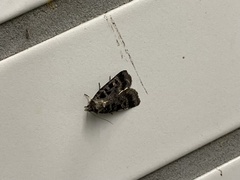 Pseudohermonassa melancholica