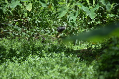 Amaurornis phoenicurus