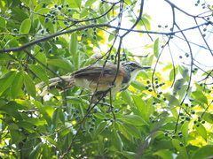 Pterorhinus pectoralis