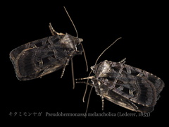 Pseudohermonassa melancholica