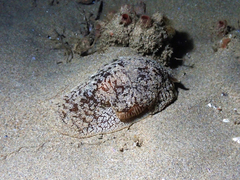 Pleurobranchaea maculata