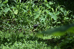 Amaurornis phoenicurus