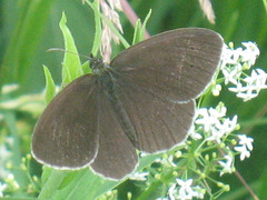 Aphantopus hyperantus