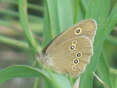 Aphantopus hyperantus