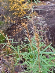 Astrotricha longifolia