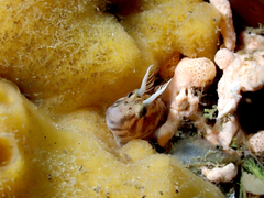 Parablennius tasmanianus