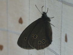 Aphantopus hyperantus