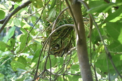 Amaurornis phoenicurus