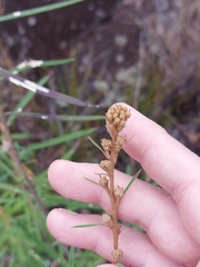 Astrotricha longifolia
