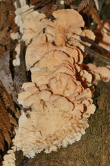 Cerrena zonata