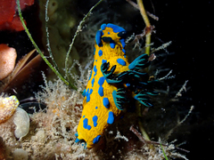 Tambja verconis