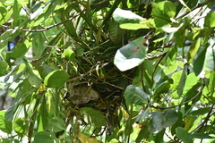 Amaurornis phoenicurus