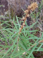 Astrotricha longifolia