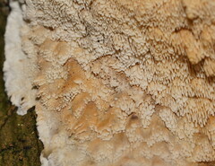 Cerrena zonata