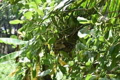 Amaurornis phoenicurus