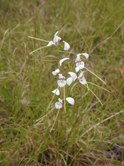 Diuris alba