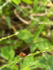 Ceratobasis koenigii