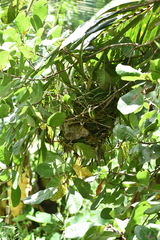 Amaurornis phoenicurus