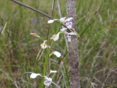 Diuris alba