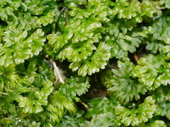 Hymenophyton flabellatum