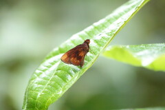 Miltomiges cinnamomea