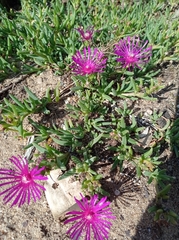 Delosperma cooperi