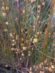 Acacia juncifolia