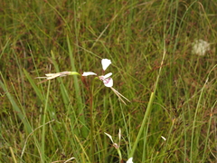 Diuris alba
