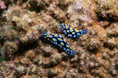 Phyllidia picta