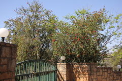 Melaleuca viminalis viminalis