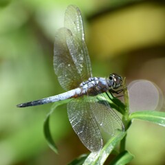 Brachydiplax chalybea
