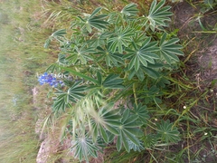 Lupinus cosentinii