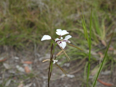 Diuris alba
