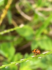 Ceratobasis koenigii