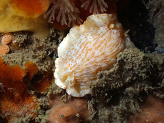 Goniobranchus epicurius