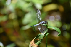 Brachydiplax chalybea